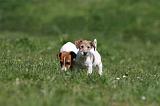 JACK RUSSEL 065